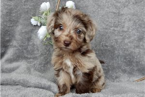 Maggie - puppy for sale