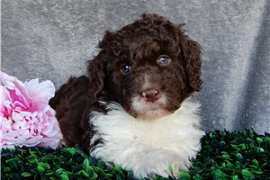Bleven - puppy for sale