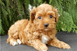 Cindy - puppy for sale