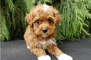 Conner - puppy for sale