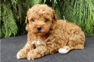 Cash - Malti Poo - Maltipoo for sale