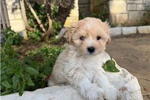 Scotty - Morkie / Yorktese for sale