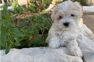 Sheila - Morkie / Yorktese for sale