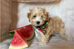Shawn - Morkie / Yorktese for sale