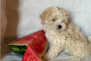 Sheila - Morkie / Yorktese for sale
