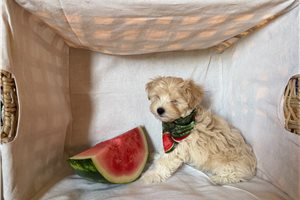 Scotty - Morkie / Yorktese for sale