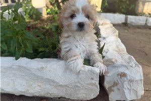Shawn - Morkie / Yorktese for sale