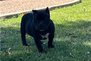 Gertrude - American Bully for sale