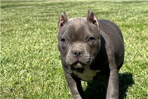 Gia - American Bully for sale