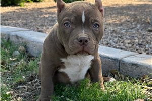 Garry - American Bully for sale