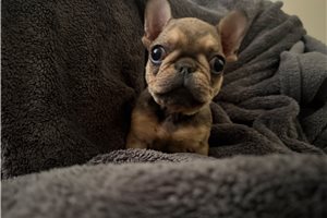 Squirt - French Bulldog for sale