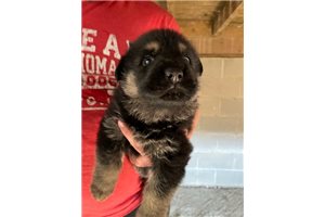 Drake - German Shepherd for sale
