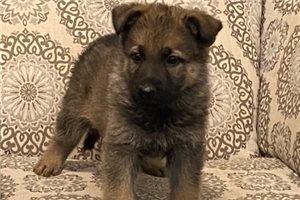 Baxter - German Shepherd for sale