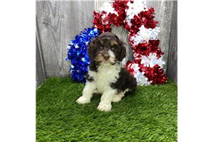 Lucy - Cockapoo for sale