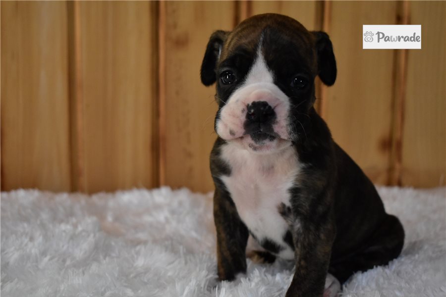 Sadie - Boxer for sale