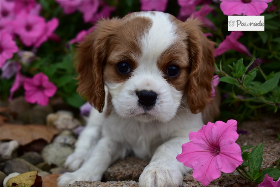 Ledger - Cavalier King Charles Spaniel for sale