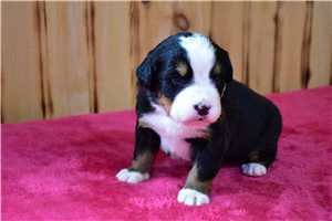 Luca - Bernese Mountain Dog for sale
