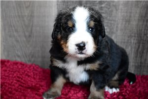 Isaac - Bernese Mountain Dog for sale
