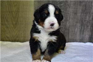 Pippy - puppy for sale