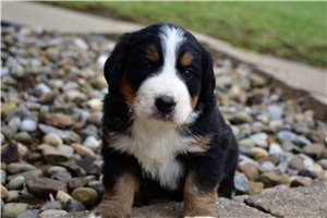 Lelia - puppy for sale