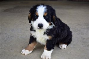 Memphis - Bernese Mountain Dog for sale