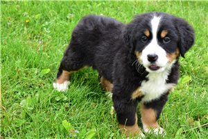 Leah - Bernese Mountain Dog for sale
