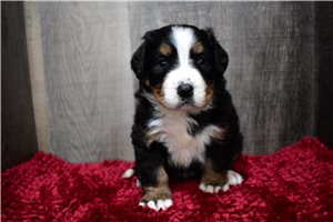 Marlena - Bernese Mountain Dog for sale