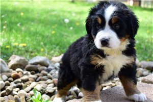Lydia - Bernese Mountain Dog for sale