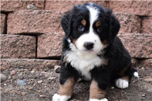 Liam - Bernese Mountain Dog for sale