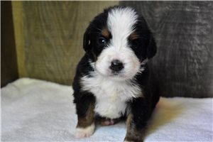 Paisley - Bernese Mountain Dog for sale