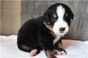 Puck - Bernese Mountain Dog for sale