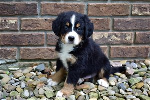 Phineas - Bernese Mountain Dog for sale