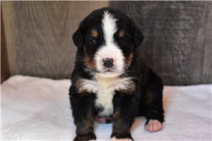 Picasso - Bernese Mountain Dog for sale