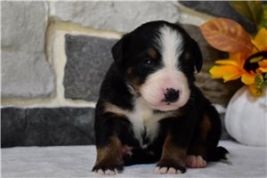 Keen - Bernese Mountain Dog for sale