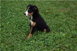 Destiny - Bernese Mountain Dog for sale