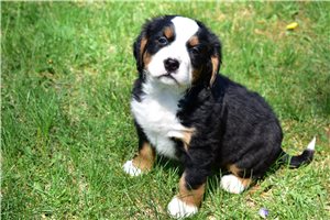 Khloe - Bernese Mountain Dog for sale