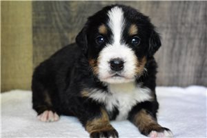 Plum - Bernese Mountain Dog for sale