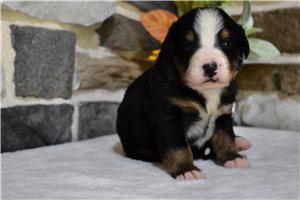 Kelsey - Bernese Mountain Dog for sale