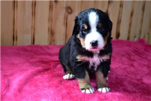 Iker - Bernese Mountain Dog for sale