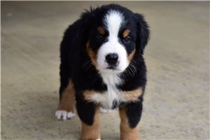 Isabella - Bernese Mountain Dog for sale