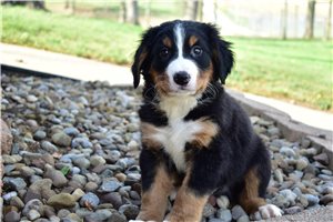 Loki - Bernese Mountain Dog for sale