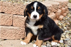 Link - Bernese Mountain Dog for sale