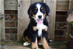 Puck - Bernese Mountain Dog for sale