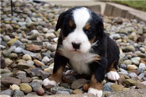 Khloe - Bernese Mountain Dog for sale