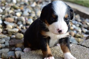 Kylie - Bernese Mountain Dog for sale