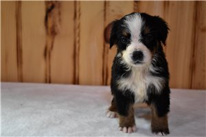Penelope - Bernese Mountain Dog for sale