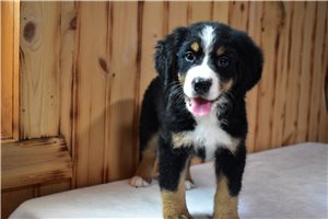 Plum - Bernese Mountain Dog for sale