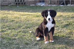 Dominic - puppy for sale