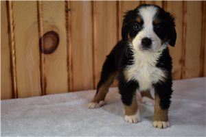 Paisley - Bernese Mountain Dog for sale