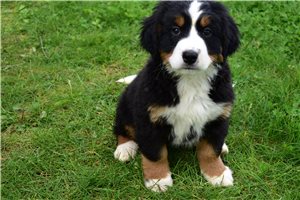 Lydia - Bernese Mountain Dog for sale